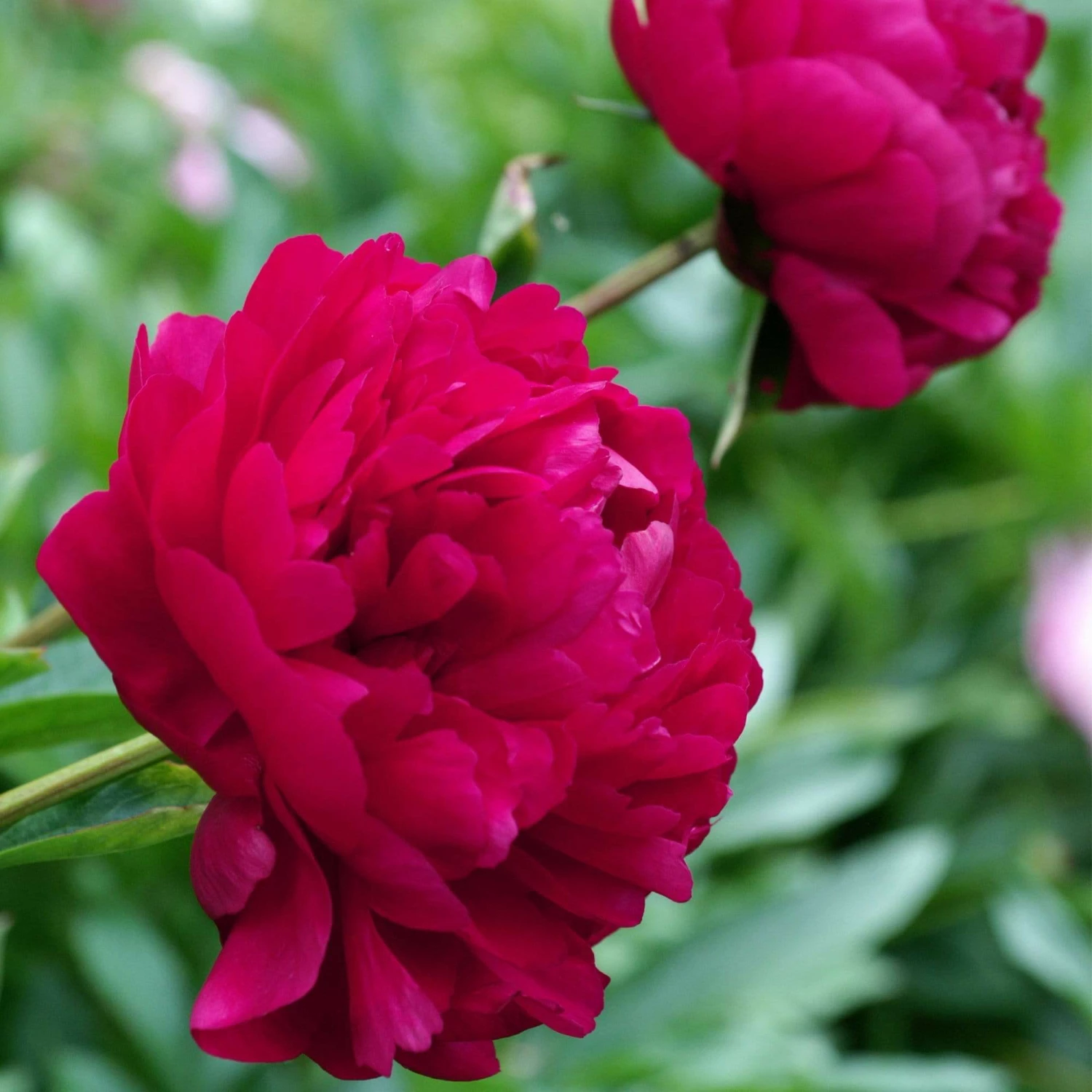 Roots Plants Peony 'Felix Crousse' | 3L Pot 5 Roots Plants Peony 'Felix Crousse' | 3L Pot