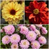Roots Plants 6 Dahlia Temptation Collection 1L Pot Dahlias