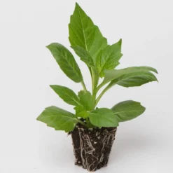 Roots Plants Dahlia Gardenetta 'White' Jumbo Plug Plants