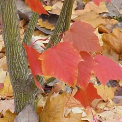Roots Plants Viper Acer Tree | Acer Davidii | Snake Bark Maple