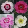 Roots Plants Perennials Dianthus Cocktail Collection | 4 X 2L Pot