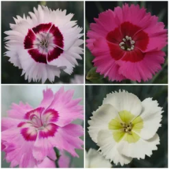 Roots Plants Perennials Dianthus Cocktail Collection | 4 X 2L Pot