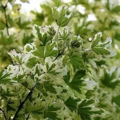 Roots Plants Variegated Norway Maple Tree | Acer Platanoides 'Drummondii' Trees & Shrubs