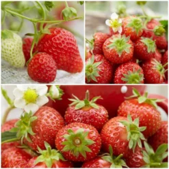 Roots Plants All Season Strawberry Plants Collection | 3x 10cm Pots Fruits