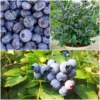 Roots Plants 3 X Sunshine Blue Blueberry Plants | 9cm Pots