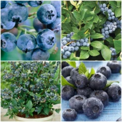 Roots Plants All Season Blueberry Plants Collection | 3x 10cm Pots