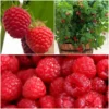Roots Plants All Season Raspberry Plants Collection | 3x 3L Pots Fruits