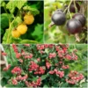 Roots Plants Unusual Berry Collection | 3x 3L Pots Fruits
