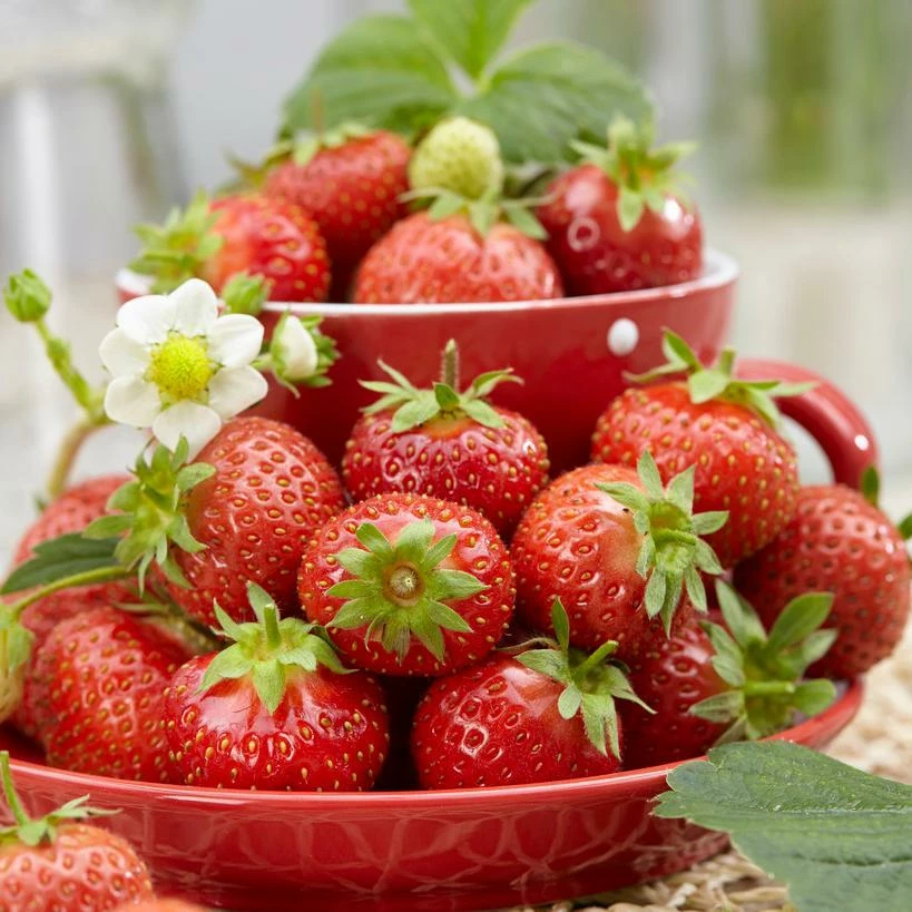 Roots Plants Florence Strawberry Plants Fruits 3 Roots Plants Florence Strawberry Plants Fruits
