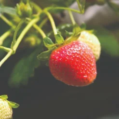 Roots Plants Cambridge Favourite Strawberry Plants