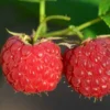 Roots Plants Malling Leo Raspberry Plants 2 Roots Plants Malling Leo Raspberry Plants