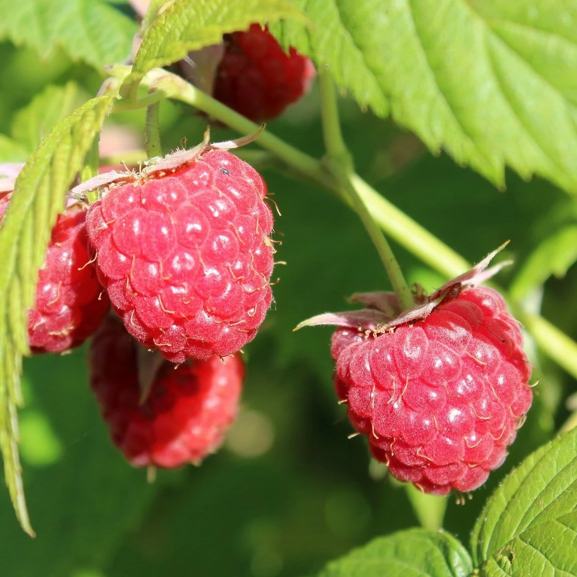 Roots Plants Joan J Raspberry Plants Fruits 4 Roots Plants Joan J Raspberry Plants Fruits