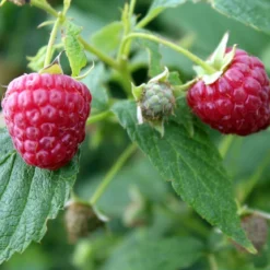 Roots Plants 15 Bestselling Raspberry Canes | Glen Ample, Polka & Autumn Bliss Fruits