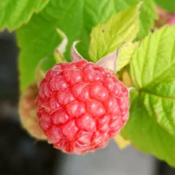 Roots Plants 15 Bestselling Raspberry Canes | Glen Ample, Polka & Autumn Bliss Fruits
