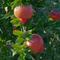 Roots Plants Pomegranate Bush