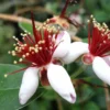 Roots Plants Pineapple Guava Plant | Feijoa Sellowiana