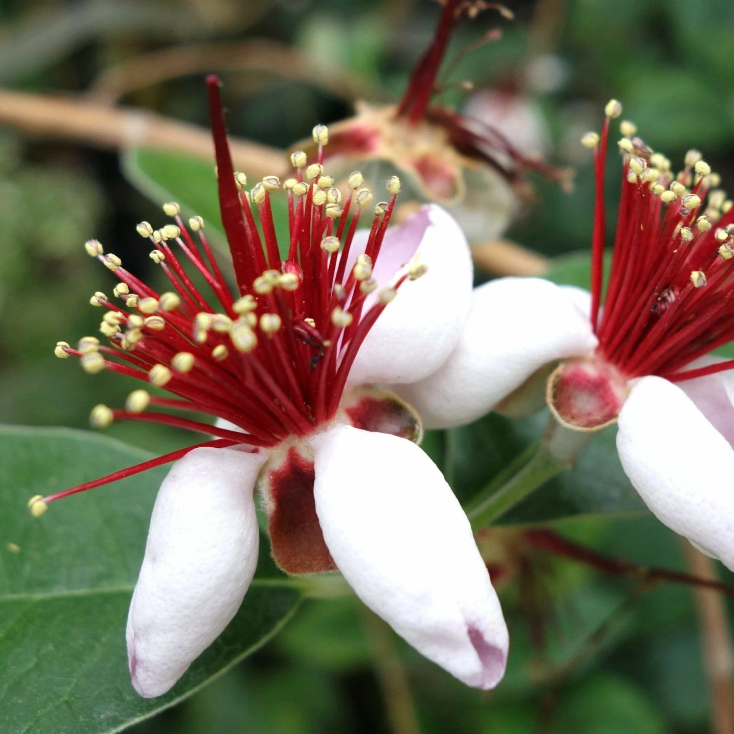Roots Plants Pineapple Guava Plant | Feijoa Sellowiana 3 Roots Plants Pineapple Guava Plant | Feijoa Sellowiana