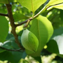 Roots Plants Fruits Paw-Paw Plant | Asimina Triloba