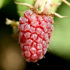 Roots Plants Ly654 Thornless Loganberry Plants 7 Roots Plants Ly654 Thornless Loganberry Plants