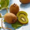 Roots Plants Jenny Hardy Kiwi Plant Fruits 1 Roots Plants Jenny Hardy Kiwi Plant Fruits