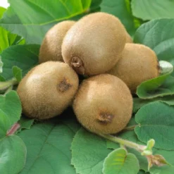 Roots Plants Jenny Hardy Kiwi Plant Fruits