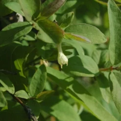 Roots Plants Kamtschatica Honeyberry Bush Fruits
