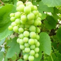 Roots Plants Phoenix' Outdoor Grape Vine Fruits