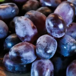 Roots Plants 90cm 'Muscat Blue' Grape Vine | 3L Pot Fruits