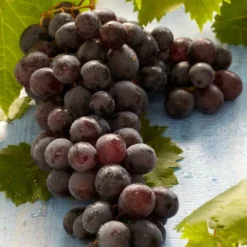 Roots Plants Boskoop Glory' Seedless Outdoor Grape Vine Fruits 9 Roots Plants Boskoop Glory' Seedless Outdoor Grape Vine Fruits