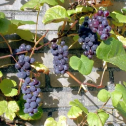 Roots Plants Boskoop Glory' Seedless Outdoor Grape Vine Fruits 8 Roots Plants Boskoop Glory' Seedless Outdoor Grape Vine Fruits