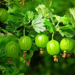 Roots Plants Complete Gooseberry Collection | Red, White & Green