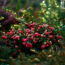Roots Plants Fruits Cranberry Plant