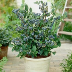 Roots Plants All Season Blueberry Plants Collection | 3x 10cm Pots