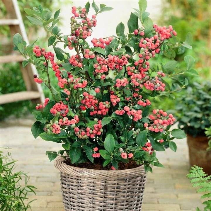 Roots Plants Unusual Berry Collection | 3x 3L Pots Fruits 7 Roots Plants Unusual Berry Collection | 3x 3L Pots Fruits