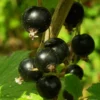 Roots Plants Fruits Big Ben Blackcurrant Bush 2 Roots Plants Fruits Big Ben Blackcurrant Bush