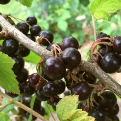 Roots Plants Fruits Big Ben Blackcurrant Bush
