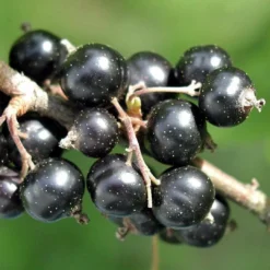 Roots Plants Ben Connan Blackcurrant Bush Fruits 7 Roots Plants Ben Connan Blackcurrant Bush Fruits