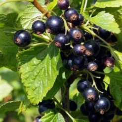 Roots Plants Ben Connan Blackcurrant Bush Fruits