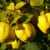 Roots Plants Fruits Vranja Quince Tree 2 Roots Plants Fruits Vranja Quince Tree