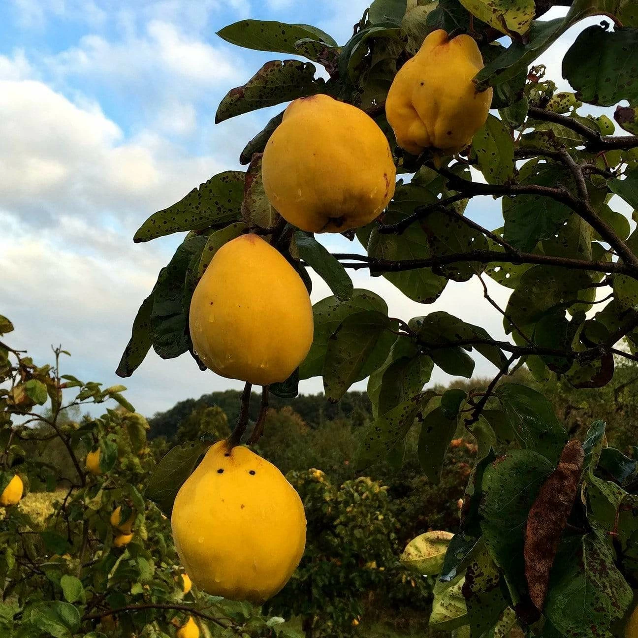 Roots Plants Champion Quince Tree 3 Roots Plants Champion Quince Tree