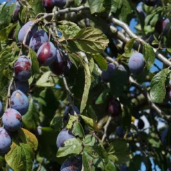 Roots Plants Merryweather Damson Tree Fruits