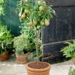 Roots Plants Mini Orchard Collection | Cherry, Pear & Plum Trees