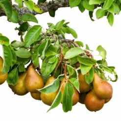 Roots Plants Fruits Concorde Pear Tree