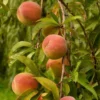 Roots Plants Peregrine Peach Tree Fruits 2 Roots Plants Peregrine Peach Tree Fruits