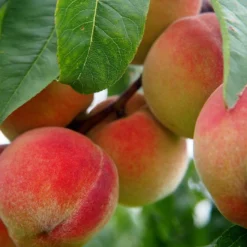 Roots Plants Avalon Pride Peach Tree