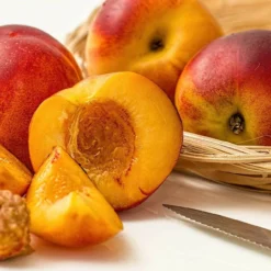 Roots Plants Avalon Pride Peach Tree