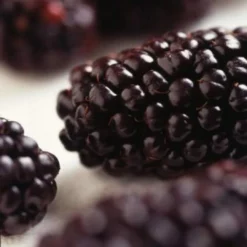 Roots Plants Repsime Mulberry Tree