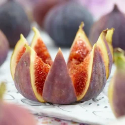 Roots Plants Brunswick Fig Tree