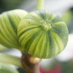 Roots Plants Panachée' Fig Tree Fruits