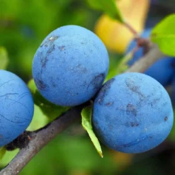 Roots Plants Fruits Farleigh Damson Tree